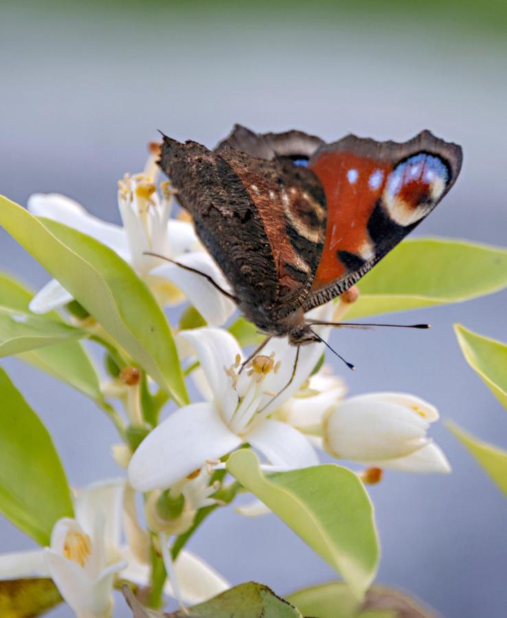 Birgits Lodge ไรห์นบาค ภายนอก รูปภาพ